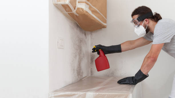 Professional Black Mold Removal technician working in Mercer Island, WA