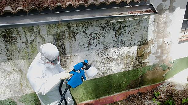 Trusted Black Mold Removal service in Mercer Island, WA - Cheap Mold Removal
